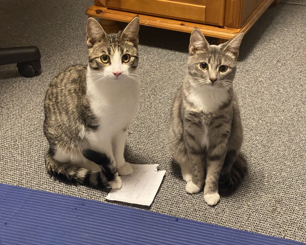 Unsere Katzen Maja und Paul