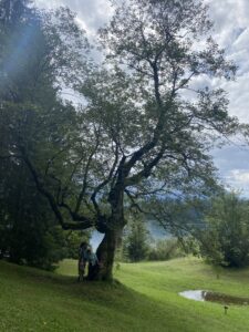 Diesen Baum hat schon mein Opa fotografiert. Jetzt sind wir hier mit unseren Kindern, Wahnsinn.